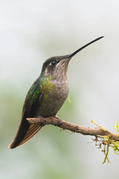 Magnificent Hummingbird Eugene Fulgens Perched Branch Female Los Quetzales National — Stock Photo, Image