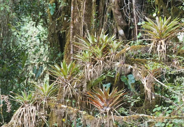 Bromélias Bromelia Floresta Tropical Parque Nacional Los Quetzales Província San — Fotografia de Stock