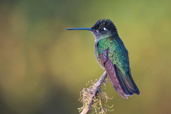 Magnificent Hummingbird Eugene Fulgens Perched Tree Branch Male Los Quetzales — Stock Photo, Image
