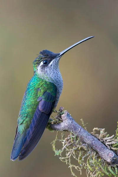 Magnificent Hummingbird (Eugene fulgens) perched on a tree branch, male, Los Quetzales National Park, Costa Rica, Central America