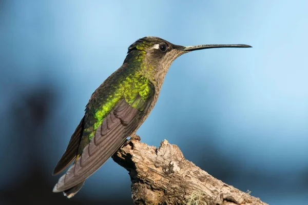 Magnificent Hummingbird Eugene Fulgens Perched Branch Female Los Quetzales National — Stock Photo, Image