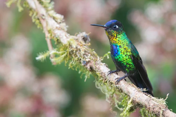 Fiery Throated Hummingbird Panterpe Insignis Sitting Branch Los Quetzales National — Stock Photo, Image