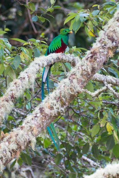 Wspaniały Quetzal Pharomachrus Mocinno Savegre Kostaryce Wspaniały Święty Zielony Czerwony — Zdjęcie stockowe