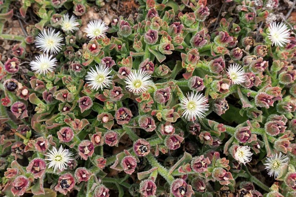 Plantă Gheață Plantă Sifon Plantă Gheață Cristal Mesembryanthemum Crystallinum Fuerteventura — Fotografie, imagine de stoc