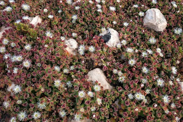 Planta Hielo Mesembryanthemum Crystallinum Fuerteventura Islas Canarias España Europa —  Fotos de Stock