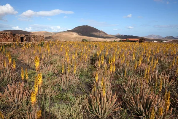 Fält Med Aloe Aloe Vera Blomning Fuerteventura Kanarieöarna Spanien Europa — Stockfoto