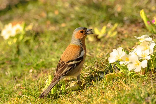 Chaffinch Fringilla Coelebs Mannetje Bloemenweide Duitsland Europa — Stockfoto