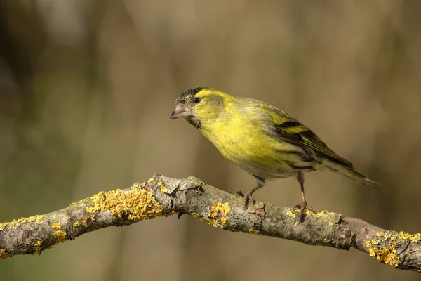 Siskin Carduelis Spinus Male Branch Germany Europe — Stock Photo, Image