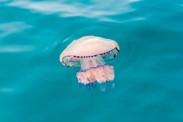 Veldkwallen Rhizostoma Octopus Adriatische Zee Friuli Venezia Giulia Italië Europa — Stockfoto