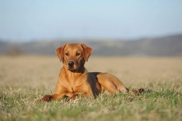 Labrador Retriever Κίτρινο Σκύλος Κάθεται Ένα Λιβάδι Γερμανία Ευρώπη — Φωτογραφία Αρχείου