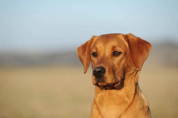 Labrador Retriever Sárga Kutya Portré Németország Európa — Stock Fotó