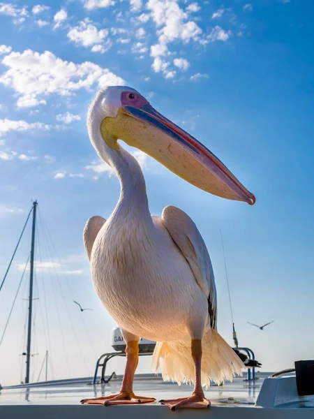 Grande Pelicano Branco Pelecanus Onocrotalus Sandwich Harbour Walvis Bay Erongo — Fotografia de Stock