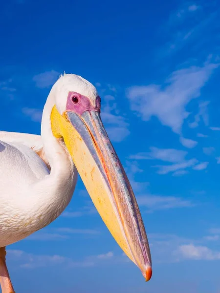 Great White Pelican Pelecanus Onocrotalus Portrait Sandwich Harbour Walvis Bay — Stock Photo, Image
