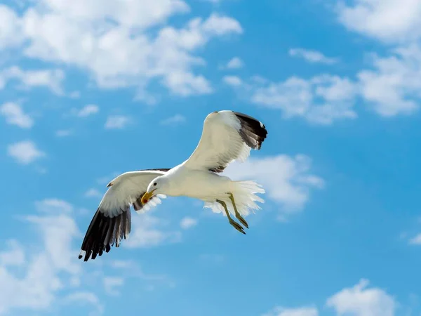 Чайка Келп Larus Dominicanus Полете Уолфиш Бей Регион Эронго Нобиа — стоковое фото