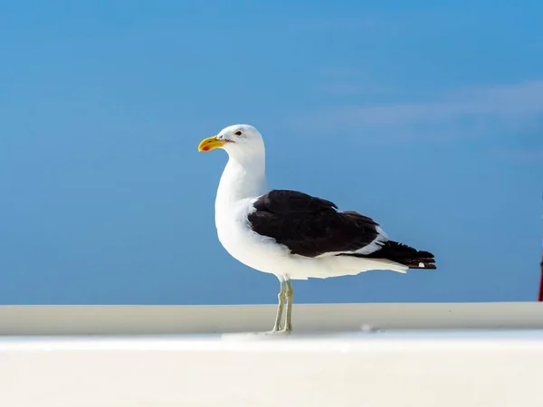 Kelpmöwe Larus Dominicanus Walvisbucht Erongo Region Namibia Afrika — Stockfoto