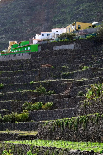 Campos Adosados Agulo Gomera Islas Canarias España Europa — Foto de Stock