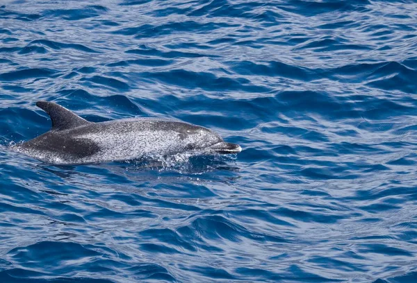 Benekli Yunus Stenella Atlantik Gomera Kanarya Adaları Spanya Avrupa — Stok fotoğraf