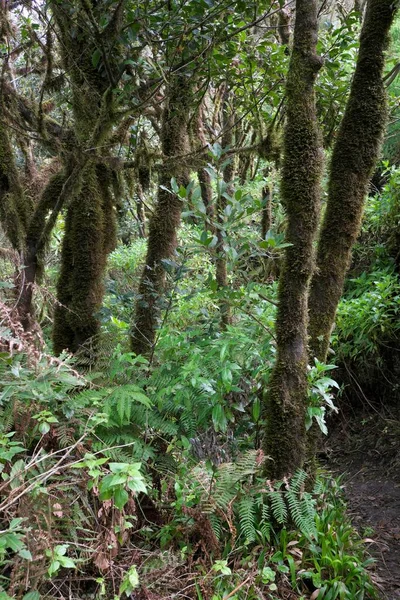 Alberi Ricoperti Muschio Nella Foresta Alloro Parco Nazionale Garajonay Gomera — Foto Stock