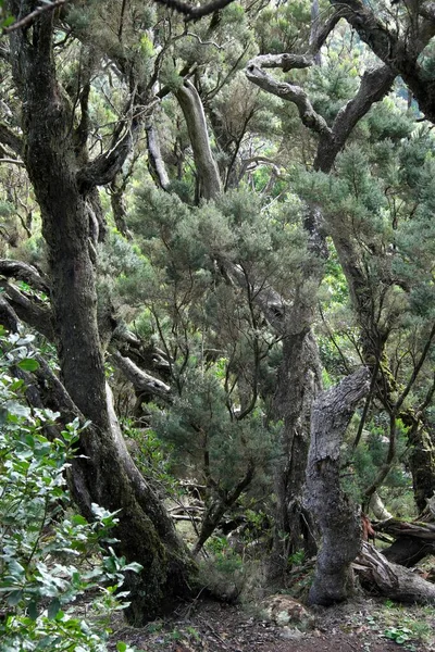 Het Laurierbos Garajonay National Park Gomera Canarische Eilanden Spanje Europa — Stockfoto