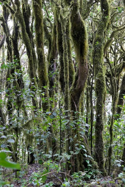 Árboles Cubiertos Musgo Bosque Laurel Parque Nacional Garajonay Gomera Islas — Foto de Stock