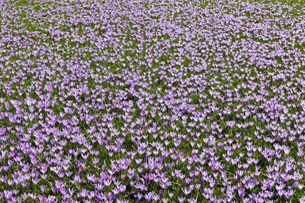 Krokuswiese Schlossgarten Husum Schleswig Holstein — Stockfoto