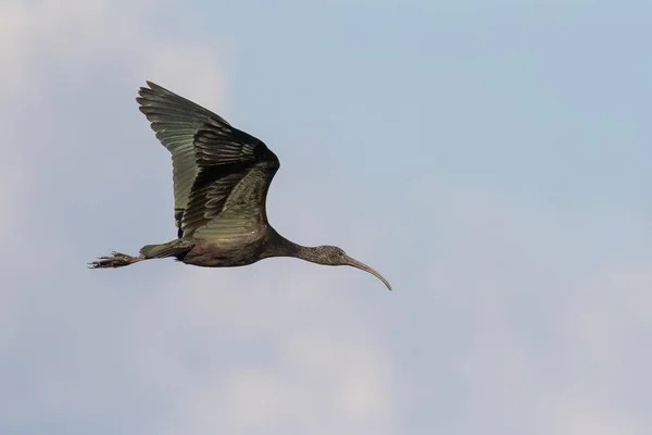 Glossy Ibis Plegadis Falcinellus Latający Hesja Niemcy Europa — Zdjęcie stockowe