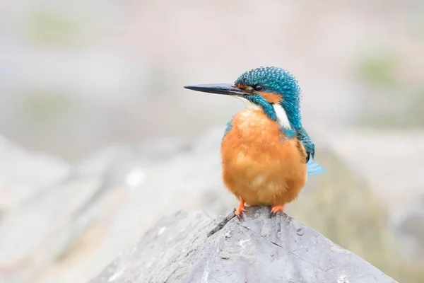 Pescatore Alcedo Atthis Maschio Appollaiato Una Pietra Assia Germania Europa — Foto Stock