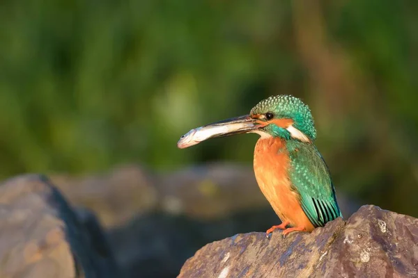 Kingfisher Maschio Alcedo Atthis Pietra Con Pesci Accoppiamento Alimentazione Luce — Foto Stock