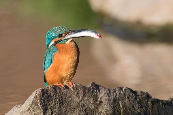 Kingfisher Maschio Alcedo Atthis Pietra Con Pesci Accoppiamento Alimentazione Luce — Foto Stock