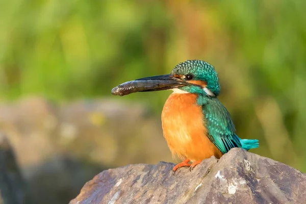 オスキングフィッシャー Alcedo Atthis 石の上に魚が餌を与え 朝の光を与え ヘッセ ドイツ ヨーロッパ — ストック写真