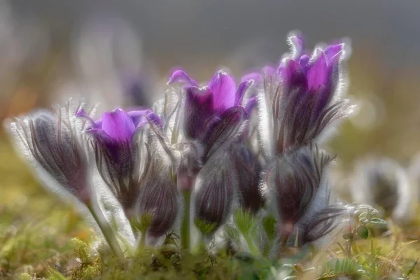 常见的番石榴花 Pulsatilla Vulgaris 背光中的几种花和芽 生物圈保护区斯瓦比亚阿尔卑斯 德国巴登 符腾堡 — 图库照片