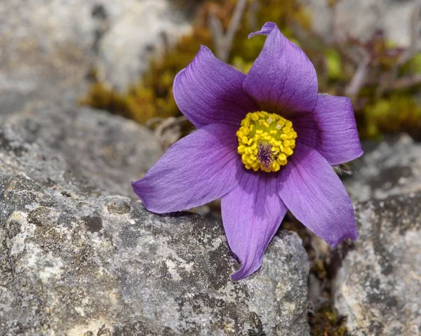 Звичайна Паска Квітка Pulsatilla Vulgaris Одна Квітка Камені Біосферний Заповідник — стокове фото