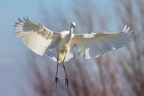 Great Egret Casmerodius Albus Landing Kiskunsg National Park Hungary Europe — Stock Photo, Image