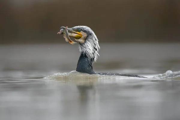 Kormoran Phalacrocorax Carbo Erwachsen Brutgefieder Schwimmt Mit Fisch Schnabel Kiskunsg — Stockfoto