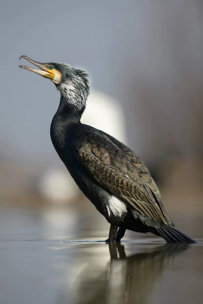 Cormorant Phalacrocorax Carbo Adult Breeding Plumage Standing Shallow Water Kiskunsg — Stock Photo, Image