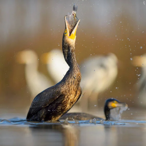 Cormorant Phalacrocorax Carbo Mladý Pták Předchozího Roku Zachycenými Rybami Zobáku — Stock fotografie