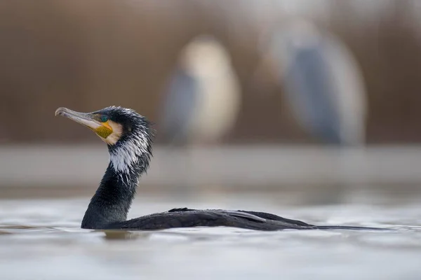 Cormorant Phalacrocorax Carbo Adult Breeding Plumage Swimming Kiskunsg National Park — Stock Photo, Image