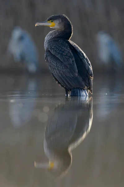Kormoran Phalacrocorax Carbo Jungvogel Des Vorjahres Flachwasser Hinter Graureiher Ardea — Stockfoto