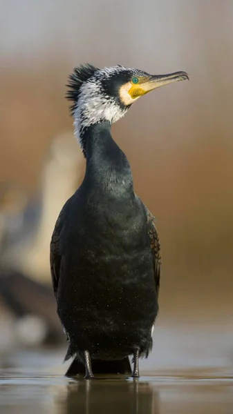 Kormoran Phalacrocorax Carbo Erwachsen Brutgefieder Flachen Wasser Stehend Kiskunsg Nationalpark — Stockfoto