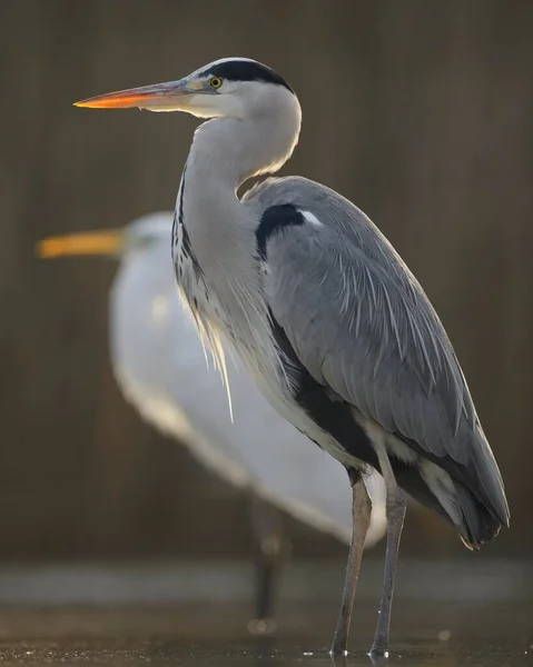 Сірий Герон Ardea Cinerea Стоїть Воді Задньому Світлі Позаду Великого — стокове фото