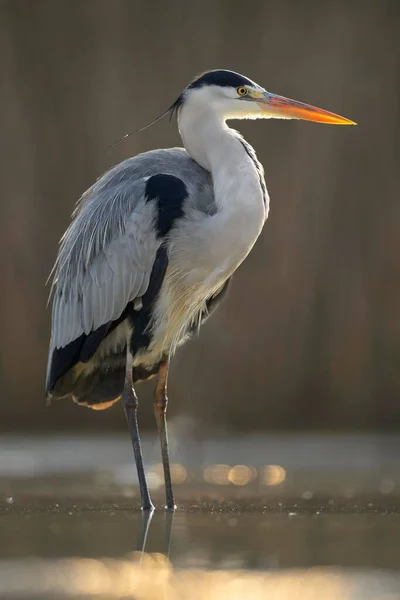 Grijze Reiger Ardea Cinerea Staand Het Water Achtergrondlicht Nationaal Park — Stockfoto