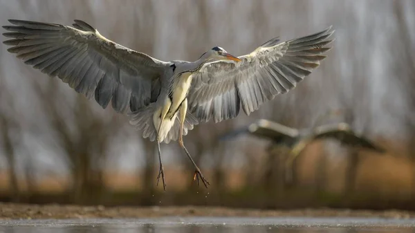 Grey Heron Ardea Cinerea Flying Landing Lake Kiskunsg National Park — 图库照片