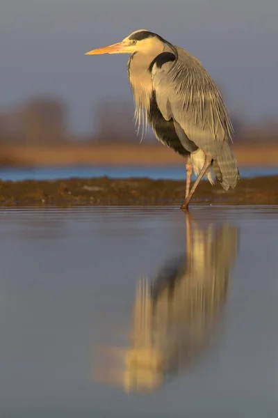 Grey Heron Ardea Cinerea Kiskunsg Milli Parkı Macaristan Avrupa — Stok fotoğraf