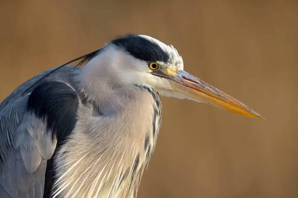 Grey Heron Ardea Cinerea Carter Kiskunsg National Park Hungary Europe — стокове фото