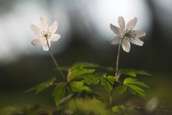 Anemone Legno Anemone Nemorosa Emsland Bassa Sassonia Germania Europa — Foto Stock