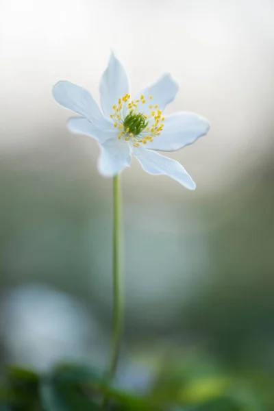 Wood Anemone Anemone Nemorosa Emsland Lower Saxony Germany Europe — Stock Photo, Image