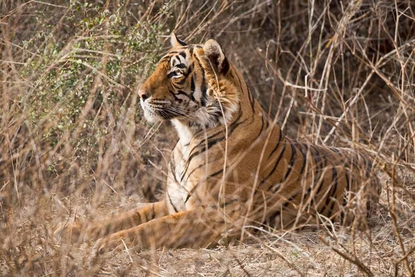Τίγρης Της Βεγγάλης Panthera Tigris Tigris Προσεκτικός Στο Γρασίδι Ranthambhore — Φωτογραφία Αρχείου