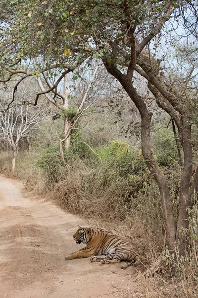 벵골호랑이 Panthera Tigris Tigris 비포장도로 라자스탄의 아시아 — 스톡 사진