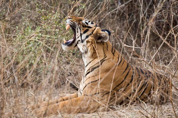 孟加拉虎 Panthera Tigris Tigris Yawning Ranthambore National Park Rajasthan India — 图库照片