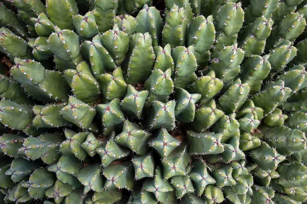 Wolfsmilch Euphorbia Resinifera Fuerteventura Kanarische Inseln Spanien Europa — Stockfoto